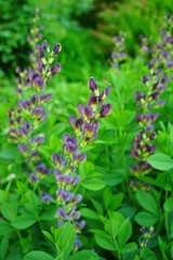 Blue flower spikes of the false indigo Baptisia Australis