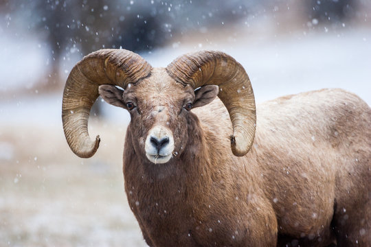 Bighorn sheep in the snow