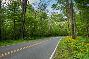 Fototapeta na wymiar Scenic Drive in a US National Park with Wildflower