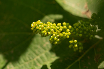 Viticulture - flowers of the vine. Wine-making. Technology of wine production. Wine production in Moldova.