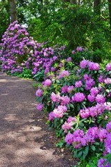 Obraz premium Pink rhododendron flowers growing on a shrub in the spring