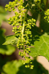 Fototapeta na wymiar Viticulture - flowers of the vine. Wine-making. Technology of wine production. Wine production in Moldova.