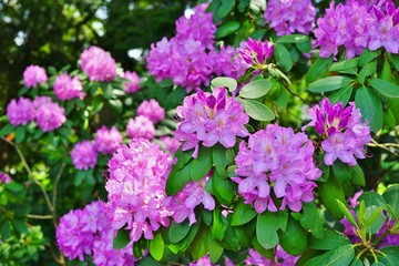 Pink rhododendron flowers growing on a shrub in the spring