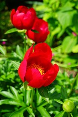 Fragrant pink peony flower in bloom