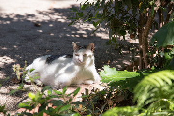 Relaxed domestic cat in the park. Cat of black and white color.