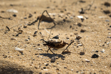 Roots and sticks that look like insects in the natural part corralejo Fuerteventura in the Canary Islands Spain