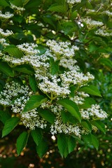 White flowers of viburnum tree in bloom