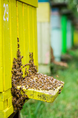 Natural beehives in summer in sunny day, Poland