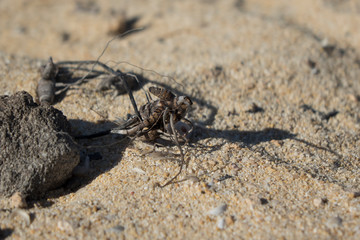 Roots and sticks that look like insects in the natural part corralejo Fuerteventura in the Canary Islands Spain