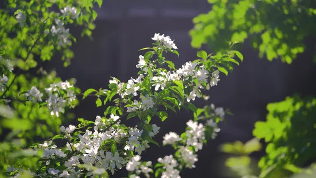 Apple tree blossoming on Spring at Helsinki, back light, wind moving the branch slowly. Footage captured with gimbal and full frame camera, shallow depth of field