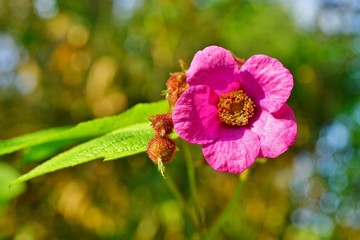 Pink flower and fruit of the purple flowering raspberry Rubus Odoratus