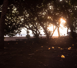 Beach Sunset with yellow leaves on the ground