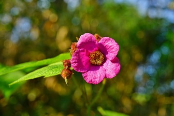 Pink flower and fruit of the purple flowering raspberry Rubus Odoratus
