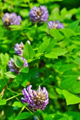 Purple flower of the Japanese wisteria floribunda in bloom