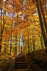Fototapeta na wymiar alley with stairs in autumn forest
