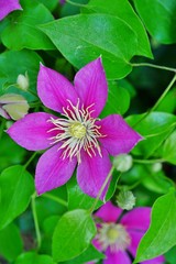 Pink clematis flower on the vine