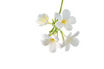 Soft frangipani flower or plumeria flower Bouquet. Plumeria is white and yellow petal and blooming is beauty. isolated with path
