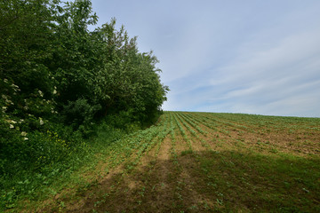 Green sunflower field on the slope