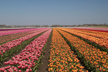 Countless single beautifully colored tulip landscape with rows of tulips up to the horizon with a cloudless sky