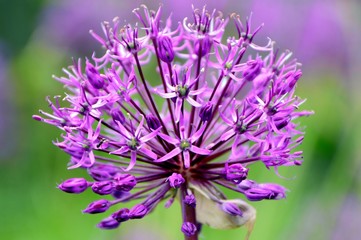 Ornamental onion Allium closeup on the background of the garden.