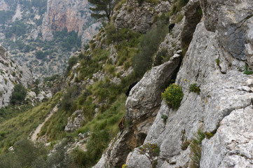 Fototapeta na wymiar Herd of Majorca goats on steep cliff