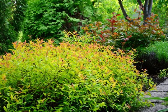 Japanese spirea in garden landscape design