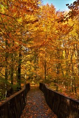 Fototapeta na wymiar Autumn landscape in the forest