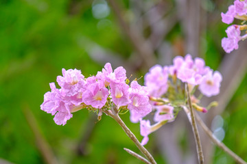 beautiful pink trumpet tree in garden. pink tabebuia in garden of Thailand.