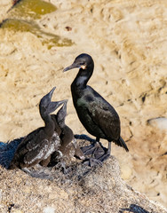 Obraz premium Cormorants on the Cliff's Edge