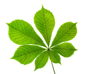Horse chestnut leaf isolated on white background.