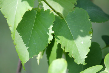 Green lilac leaves eaten by weevil. Weevil feeding damage on foliage of Syringa vulgaris