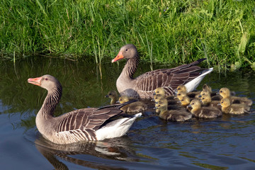 Father and Mother goose swims in the water with Fifteen young goslings and takes good care of them