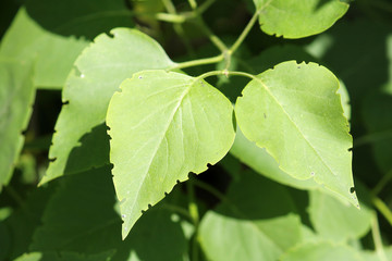 Green lilac leaves eaten by weevil. Weevil feeding damage on foliage of Syringa vulgaris