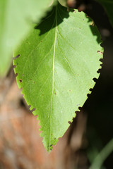 Green lilac leaf eaten by weevil. Weevil feeding damage on foliage of Syringa vulgaris