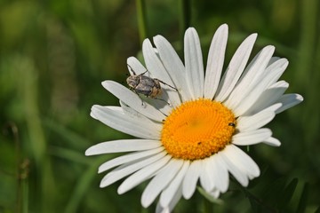 Fototapeta premium Männlicher Stolperkäfer (Valgus hemipterus) auf Margerite (Leucanthemum vulgare)