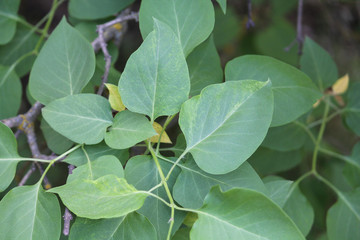 Lilac virus disease. Green leaves of Syringa vulgaris showing chlorotic spots and leaf deformation