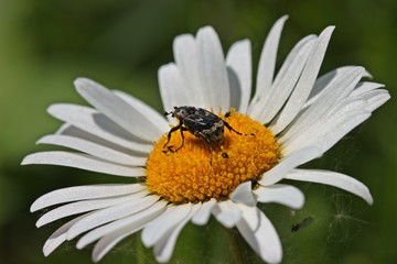 Männlicher Stolperkäfer (Valgus hemipterus) auf Margerite (Leucanthemum vulgare)