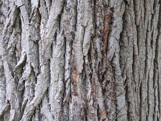 Albero