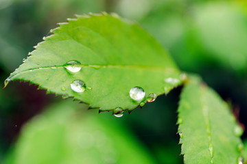 Green leaf with water drops for background. Water drops on fresh green leaf.