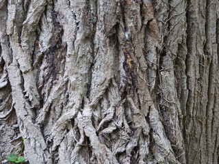 Albero