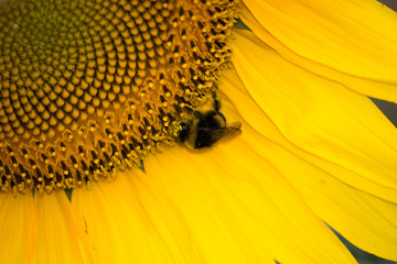  A working bee collects pollen from a beautiful flower. Macro.