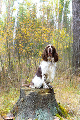 Dog breed English Springer Spaniel walking in autumn forest Cute pet sits in nature outdoors.