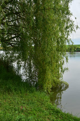 Obraz premium Weeping willow tree beside the lake
