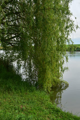 Fototapeta na wymiar Weeping willow tree beside the lake