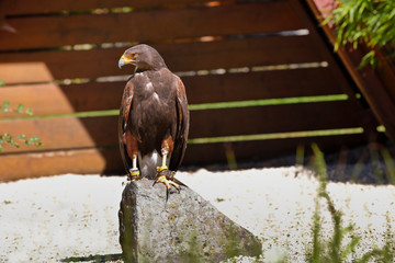 Junger Adler ruht auf einem Steinblock