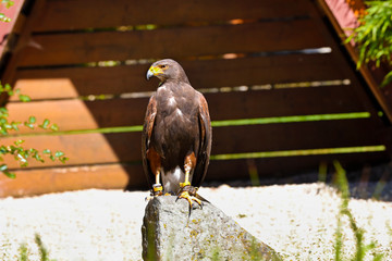 Junger Adler ruht auf einem Steinblock