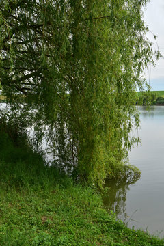 Weeping willow tree beside the lake