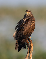 Snail Kite in Florida 
