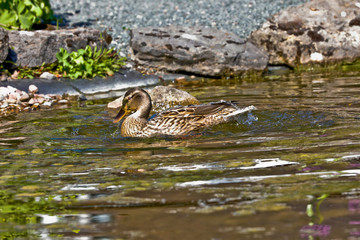 Enten schwimmen im Wasser in einer Teichanlage