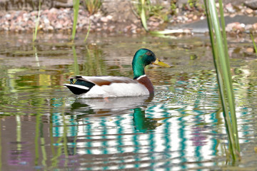 Fototapeta premium Enten schwimmen im Wasser in einer Teichanlage